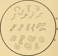 An illustration from A treatise, giving a thorough description of the properties and supply of the fibres, as well as the various processes required for converting wool, cotton, silk from fibre to finished goods, covering both woven and knit goods ... construction of the most modern improvements to preparatory machinery ... accessories relating to construction and equipment of modern textile manufacturing plants .. (1895)