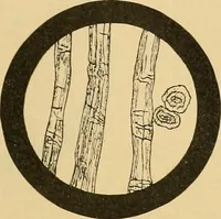 An illustration from A treatise, giving a thorough description of the properties and supply of the fibres, as well as the various processes required for converting wool, cotton, silk from fibre to finished goods, covering both woven and knit goods ... construction of the most modern improvements to preparatory machinery ... accessories relating to construction and equipment of modern textile manufacturing plants .. (1895)