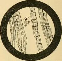 An illustration from A treatise, giving a thorough description of the properties and supply of the fibres, as well as the various processes required for converting wool, cotton, silk from fibre to finished goods, covering both woven and knit goods ... construction of the most modern improvements to preparatory machinery ... accessories relating to construction and equipment of modern textile manufacturing plants .. (1895)