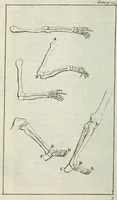 An illustration from A treatise of painting (1721)