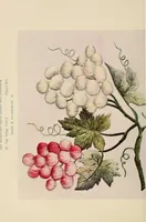 An illustration from A treatise on embroidery; with twenty color illustrations from original models (1907)