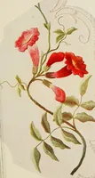 An illustration from A treatise on embroidery; with twenty color illustrations from original models (1907)