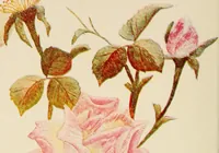 Picture 8 of 18 from A treatise on embroidery; with twenty color illustrations from original models (1907), leaf 70