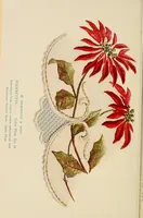 An illustration from A treatise on embroidery; with twenty color illustrations from original models (1907)