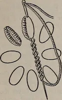 An illustration from A treatise on embroidery, crochet and knitting .. (1899)