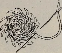 An illustration from A treatise on embroidery, crochet and knitting .. (1899)