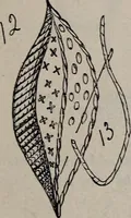 An illustration from A treatise on embroidery, crochet and knitting .. (1899)
