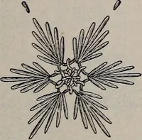 An illustration from A treatise on embroidery, crochet and knitting .. (1899)