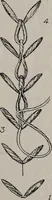 An illustration from A treatise on embroidery, crochet and knitting .. (1899)