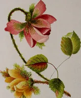 An illustration from A treatise on embroidery, crochet and knitting .. (1899)