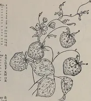 An illustration from A treatise on embroidery, crochet and knitting .. (1899)
