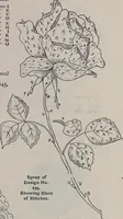 An illustration from A treatise on embroidery, crochet and knitting .. (1899)