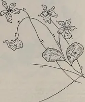 An illustration from A treatise on embroidery, crochet and knitting .. (1899)