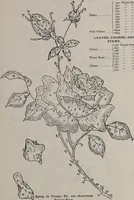 Picture 84 of 214 from A treatise on embroidery, crochet and knitting .. (1899), leaf 56