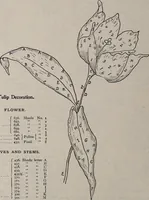 Picture 89 of 214 from A treatise on embroidery, crochet and knitting .. (1899), leaf 61