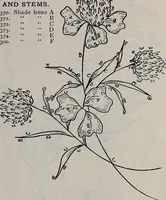 An illustration from A treatise on embroidery, crochet and knitting .. (1899)