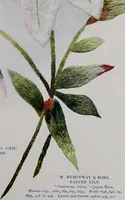 Picture 101 of 214 from A treatise on embroidery, crochet and knitting .. (1899), leaf 76