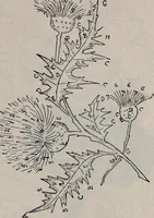 An illustration from A treatise on embroidery, crochet and knitting .. (1899)