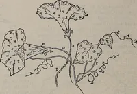 An illustration from A treatise on embroidery, crochet and knitting .. (1899)