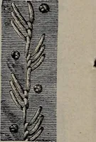 An illustration from A treatise on embroidery, crochet and knitting .. (1899)