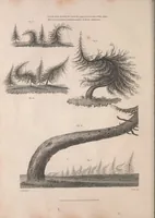 An illustration from A treatise on forming, improving, and managing country residences : and on the choice of situations appropriate to every class of purchasers. In all which the object in view is to unite in a better manner than has hitherto been done, a taste founded in nature with economy and utility, in constructing or improving mansions, and other rural buildings, so as to combine architectural fitness with picturesque effect, and in forming gardens, orchards, farms, parks, pleasure-grounds, shrubberies, all kinds of useful or decorative plantations, and every object of convenience or beauty peculiar to country seats, according to the extent, character, or style of situations, and the rank, fortune, and expenditure of proprietors, from the cottage to the palace. With an appendix, containing an enquiry into the utility and merits of Mr. Repton's mode of shewing effects by slides and sketches, and strictures on his opinions and practice in landscape gardening. Illustrated by descriptions of scenery and buildings, by references to country seats, and passages of country in most parts of Great Britain, and by thirty-two engravings (1806)