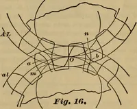 Picture 15 of 146 from A treatise on gear wheels (1904), leaf 12