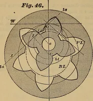 Picture 40 of 146 from A treatise on gear wheels (1904), leaf 37