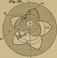 Picture 44 of 146 from A treatise on gear wheels (1904), leaf 38