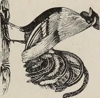 Picture 38 of 84 from A treatise on human nature and physiognomy (1882), leaf 264