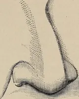 Picture 4 of 84 from A treatise on human nature and physiognomy (1882), leaf 40