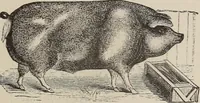 Picture 49 of 84 from A treatise on human nature and physiognomy (1882), leaf 470