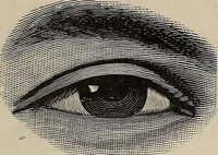 Picture 10 of 84 from A treatise on human nature and physiognomy (1882), leaf 66