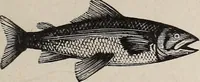 Picture 63 of 84 from A treatise on human nature and physiognomy (1882), leaf 700