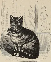 An illustration from A treatise on human nature and physiognomy (1882)