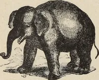 Picture 69 of 84 from A treatise on human nature and physiognomy (1882), leaf 707