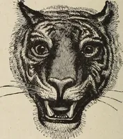 An illustration from A treatise on human nature and physiognomy (1882)