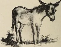 Picture 71 of 84 from A treatise on human nature and physiognomy (1882), leaf 707