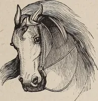 An illustration from A treatise on human nature and physiognomy (1882)