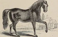 Picture 74 of 84 from A treatise on human nature and physiognomy (1882), leaf 718