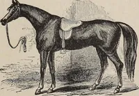 Picture 75 of 84 from A treatise on human nature and physiognomy (1882), leaf 718