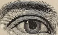 Picture 16 of 84 from A treatise on human nature and physiognomy (1882), leaf 72