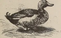 An illustration from A treatise on human nature and physiognomy (1882)