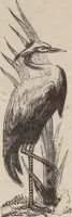 Picture 79 of 84 from A treatise on human nature and physiognomy (1882), leaf 732