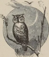 Picture 80 of 84 from A treatise on human nature and physiognomy (1882), leaf 732