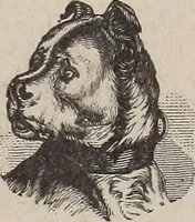 An illustration from A treatise on human nature and physiognomy (1882)