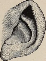 Picture 82 of 84 from A treatise on human nature and physiognomy (1882), leaf 738