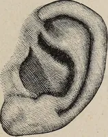 Picture 83 of 84 from A treatise on human nature and physiognomy (1882), leaf 738