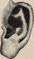 An illustration from A treatise on human nature and physiognomy (1882)