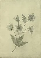 An illustration from A treatise on lace-making, embroidery, and needle-work with Irish flax threads (1892)