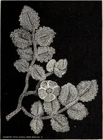An illustration from A treatise on lace-making, embroidery, and needle-work with Irish flax threads (1892)